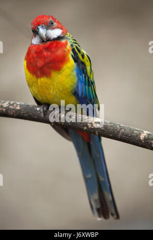 Eastern Rosella (Platycercus Eximius). Tierwelt Tier. Stockfoto