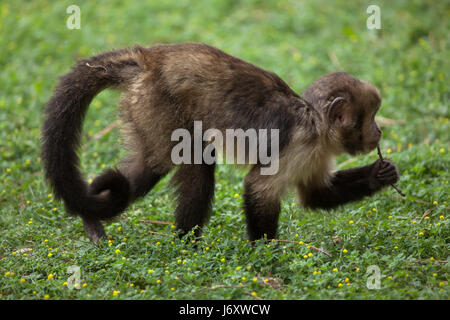 Golden-bellied Kapuziner (Sapajus Xanthosternos), auch bekannt als die gelbe-breasted Kapuziner. Stockfoto