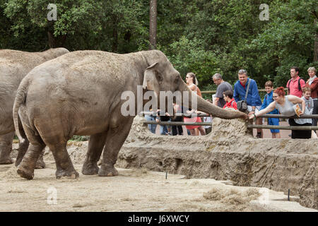 Besucher, die Fütterung des asiatischer Elefanten (Elephas Maximus) im La Palmyre Zoo (Zoo De La Palmyre) in Les Mathes, Charente-Maritime, Frankreich. Stockfoto