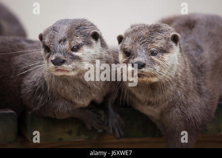 Orientalische kleine krallte Otter (Amblonyx Cinereus), auch bekannt als der asiatische kleine krallte Otter. Stockfoto