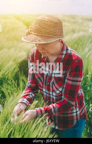 Bäuerin Prüfung Ähren im Feld, Frau arbeitet auf Getreide-Ernte-Plantage Stockfoto