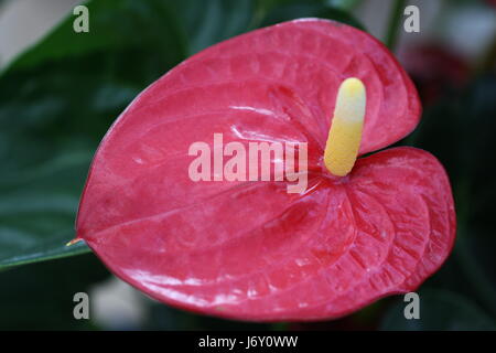 Flamingo-Blume Stockfoto