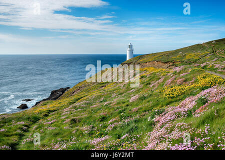 Meer-rosa und gelbe Wicke in voller Blüte auf Klippen am am Leuchtturm auf Trevose Head in der Nähe von Padstow in Cornwall Stockfoto