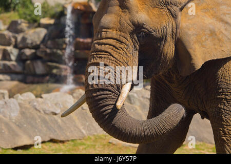 Eine Nahaufnahme Bild eines afrikanischen Elefanten mit Felsen und Wasserfall im Hintergrund Stockfoto