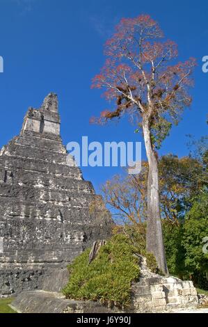 Tempel-Guatemala Pyramide Ruinen Treppen Tempel Denkmal berühmten Baum Stein Stockfoto