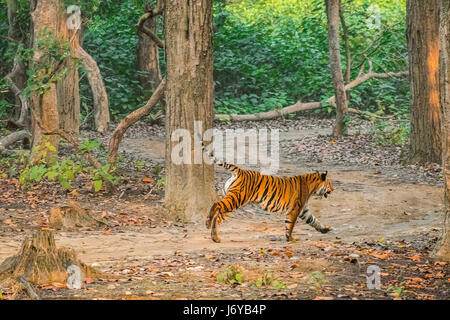 Tiger jagen Stockfoto