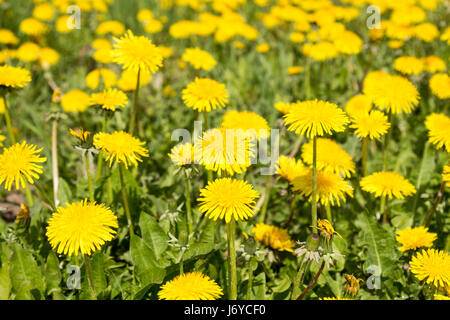 Gelbe Blütenstände der Sau-Distel auf Sommerwiese Stockfoto