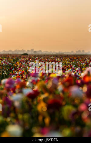 Bunte Ranunculus bei Sonnenuntergang Stockfoto