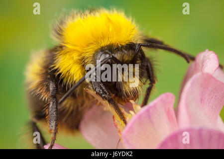 Bumblebee sammeln Nektar aus einer Blume Stockfoto