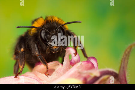 Bumblebee sammeln Nektar aus einer Blume Stockfoto