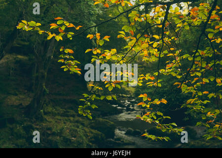 Eine Gruppe von grünen und gelben farbigen Blätter im Vordergrund, mit Blick auf einen klaren Bach Wasserkörper mit grünen Wald im Hintergrund. Stockfoto