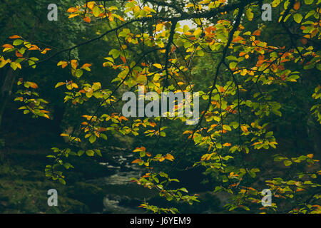 Eine Gruppe von grünen und gelben farbigen Blätter im Vordergrund, mit Blick auf einen klaren Bach Wasserkörper mit grünen Wald im Hintergrund. Stockfoto