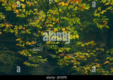 Eine Gruppe von grünen und gelben farbigen Blätter im Vordergrund, mit Blick auf einen klaren Bach Wasserkörper mit grünen Wald im Hintergrund. Stockfoto