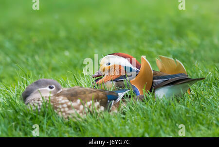 Drake & Henne Mandarineenten. Paar Mandarinenten (Aix Galericulata) in der Paarung Gefieder auf Rasen im späten Frühjahr in West Sussex, England, UK. Stockfoto