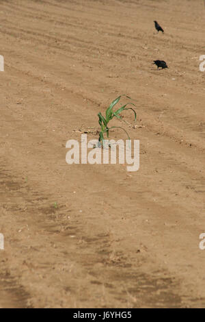 Hektar großen Feld der Raben Mais Krähen schlechte Ernte Ernte Vogel Boden Erde BODENHUMUS Stockfoto