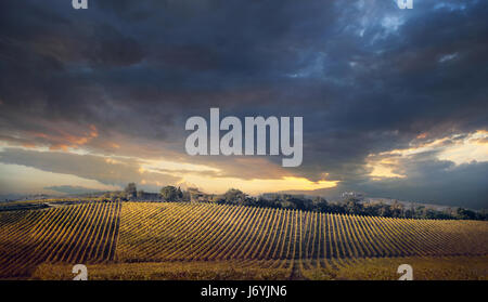 Panorama über die Weinberge im Herbst bei Sonnenuntergang. Italien, Toskana Stockfoto