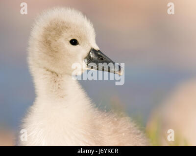 Höckerschwan Stockfoto