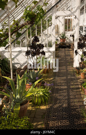 Großbritannien, Cornwall, St Austell, Pentewan, Lost Gardens of Heligan, empfindliche Pflanzen im angebauten Gewächshaus Stockfoto