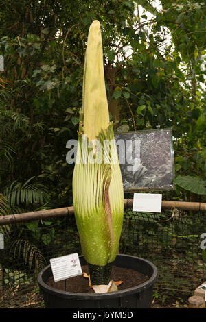 Großbritannien, Cornwall, St Austell, Bodelva, Eden Project, Rainforest Biome, Titan Arum Amorphophallus Titan, die Leiche Blume, Blüte Stockfoto