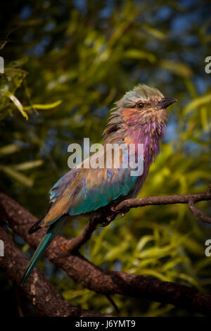 Lilac Breasted Roller Vogel, Südafrika Stockfoto