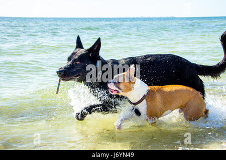 Zwei Hunde, die mit einem Stock im Meer laufen, Treasure Island, Florida, USA Stockfoto