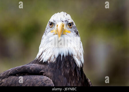 Porträt von einem Weißkopfseeadler, Britisch-Kolumbien, Kanada Stockfoto