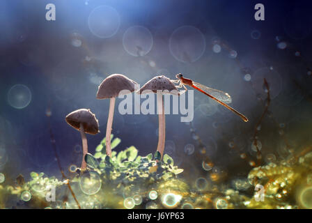 Libelle thront auf einem Pilz, Kuala Pembuang Satu, Indonesien Stockfoto