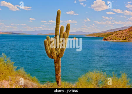 Saguaro Kaktus von Theodore Roosevelt Lake, Arizona, USA Stockfoto