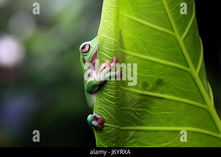 Plumpen Frosch auf Blatt, Indonesien Stockfoto