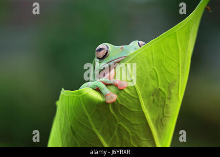 Plumpen Frosch auf einem Blatt, Indonesien Stockfoto