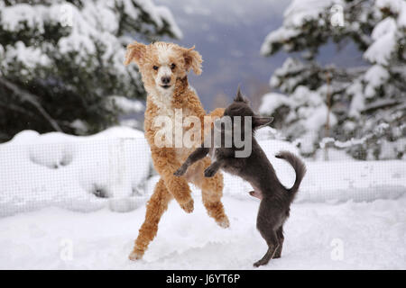 Pudel und Chihuahua Hunde spielen im Schnee Stockfoto