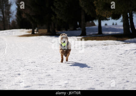 Pudel Abrufen von einem Ball im Schnee Stockfoto