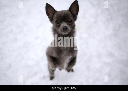 Porträt von einem Chihuahua Hund im Schnee betteln Stockfoto