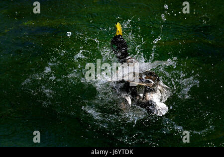 Eine Stockente Spritzer im großen Stour Fluß in Westgate Gärten, Canterbury, Kent, wie Meteorologen vorhersagen, dass eine Welle von warmer Luft über das Land in den kommenden Tagen bewegen wird. Stockfoto