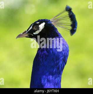 Nahaufnahme von einem bunten Pfau-Kopf Stockfoto