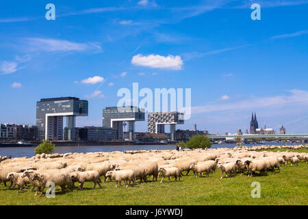 Deutschland, Köln, Schafe auf dem Rhein Wiesen im Stadtteil Deutz, die Kran-Häuser in der Rheinau Hafen, im Hintergrund die Kathedrale. Stockfoto