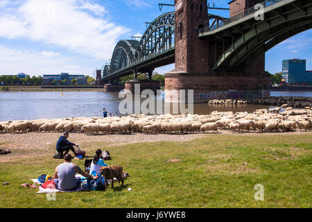 Deutschland, Köln, Schafe auf dem Rhein Wiesen im Stadtteil Poll, der südlichen Brücke. Stockfoto