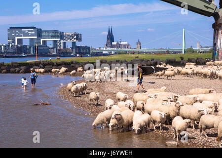 Deutschland, Köln, Schafe auf dem Rhein Wiesen im Stadtteil Deutz, die Kran-Häuser am Rheinau-Hafen und die Kathedrale. Stockfoto