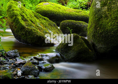 Luxulyan Woods sitzt in der Nebensaison in einem Tal in der Nähe von St Austell in Cornwall und ist ein schönes Stück vom Wald leben. Stockfoto