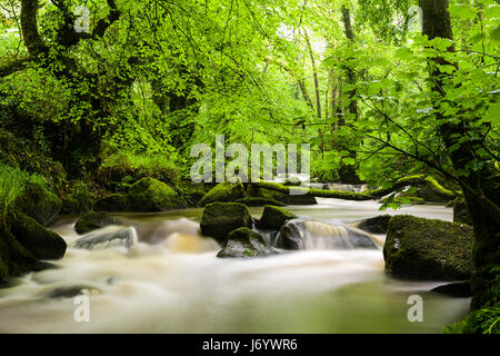 Luxulyan Woods sitzt in der Nebensaison in einem Tal in der Nähe von St Austell in Cornwall und ist ein schönes Stück vom Wald leben. Stockfoto