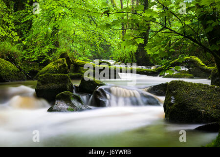 Luxulyan Woods sitzt in der Nebensaison in einem Tal in der Nähe von St Austell in Cornwall und ist ein schönes Stück vom Wald leben. Stockfoto