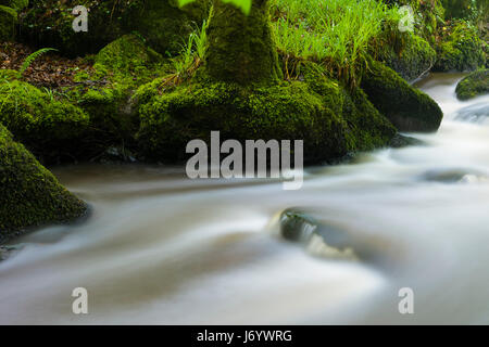 Luxulyan Woods sitzt in der Nebensaison in einem Tal in der Nähe von St Austell in Cornwall und ist ein schönes Stück vom Wald leben. Stockfoto