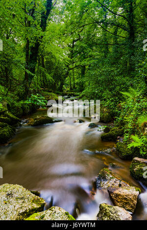 Luxulyan Woods sitzt in der Nebensaison in einem Tal in der Nähe von St Austell in Cornwall und ist ein schönes Stück vom Wald leben. Stockfoto