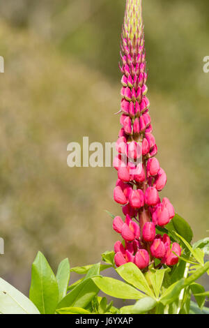 Rot-rosa Blüten in einer einzigen Spitze Frühsommer blühende Lupine, Lupinus "The Page" Stockfoto