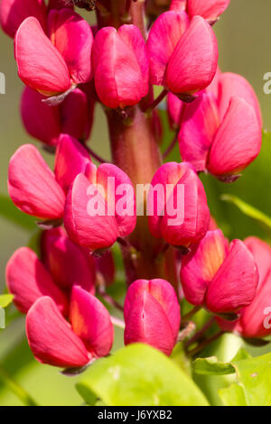 Nahaufnahme von der rot-rosa Blüten in einer einzigen Spitze im Frühsommer blühende Lupine, Lupinus "The Page" Stockfoto