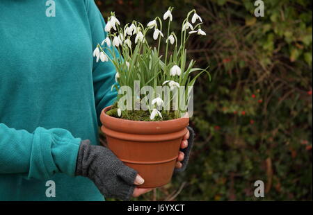 Schneeglöckchen (Galanthus Nivalis) underplanted mit Moos angezeigt in einem Terrakotta-Topf von weiblichen Gärtner für die Positionierung im Garten - Februar durchgeführt Stockfoto