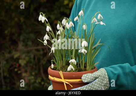 Schneeglöckchen (Galanthus Nivalis) underplanted mit Moos angezeigt in einem Terrakotta-Topf von weiblichen Gärtner für die Positionierung im Garten - Februar durchgeführt Stockfoto