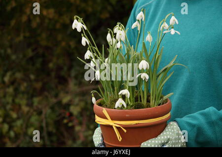 Schneeglöckchen (Galanthus Nivalis) underplanted mit Moos angezeigt in einem Terrakotta-Topf von weiblichen Gärtner für die Positionierung im Garten - Februar durchgeführt Stockfoto