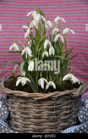 Schneeglöckchen (Galanthus Nivalis) underplanted mit Moos, in ziemlich gewebte Behälter durchgeführt von weiblichen Gärtner für die Positionierung auf dem Display im Innenbereich Stockfoto