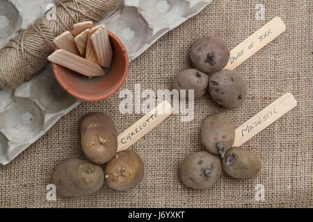 Samen Kartoffelsorten (erste frühe, rote Herzog von York, zweite früh, Charlotte, Maincrop, Majestic) sortiert für Kartoffeln in Eggbox - auf hessisch Stockfoto